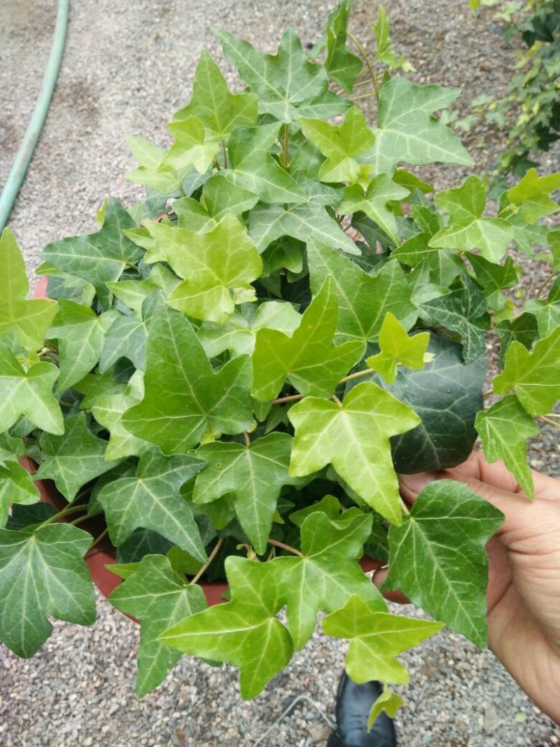 常青藤，花叶常青藤心型常青藤基地直供价格合理