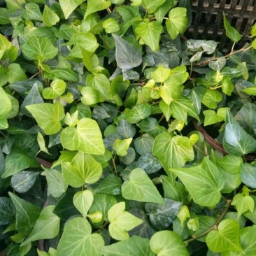 常青藤，花叶常青藤心型常青藤基地直供价格合理