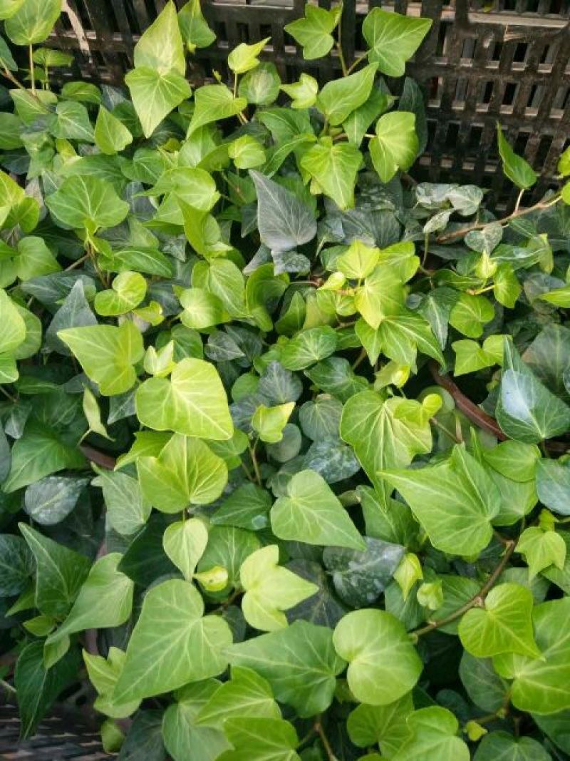 常青藤，花叶常青藤心型常青藤基地直供价格合理