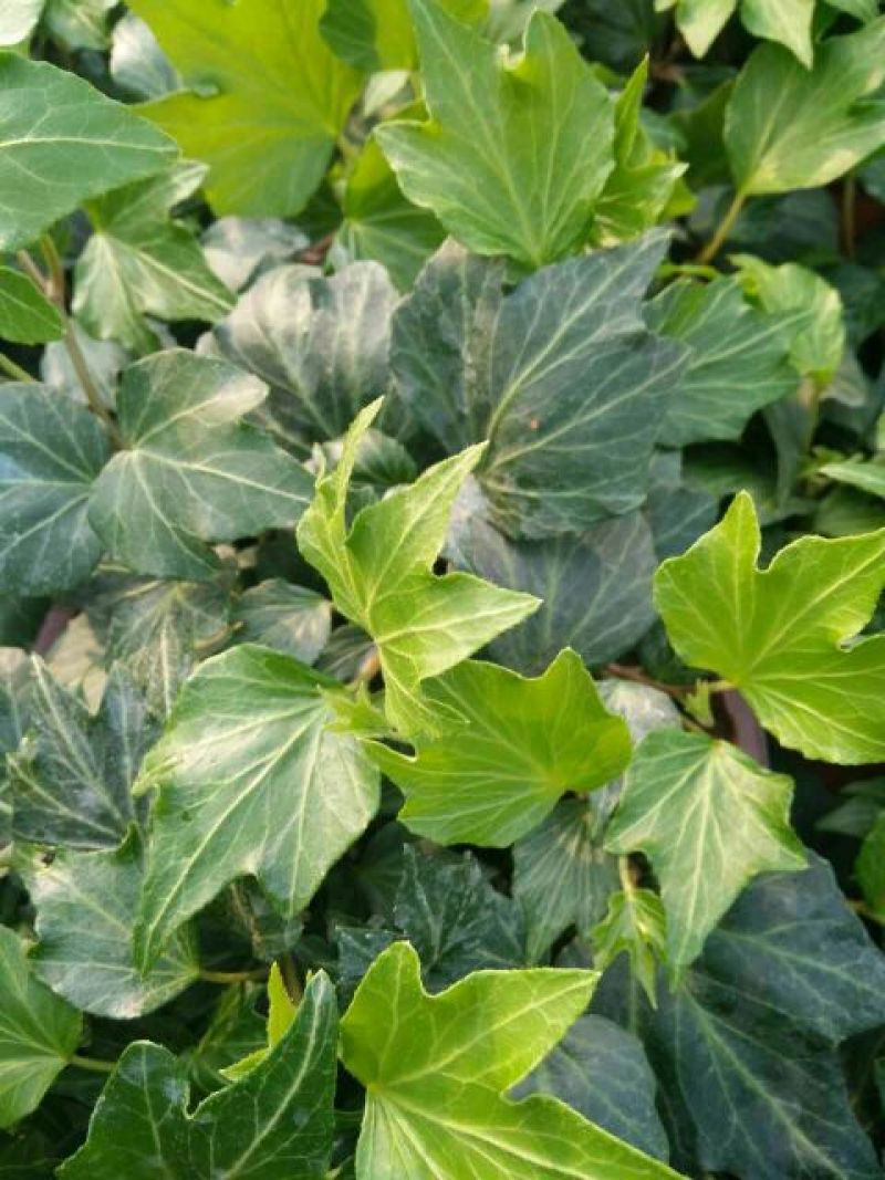 常青藤，花叶常青藤心型常青藤基地直供价格合理