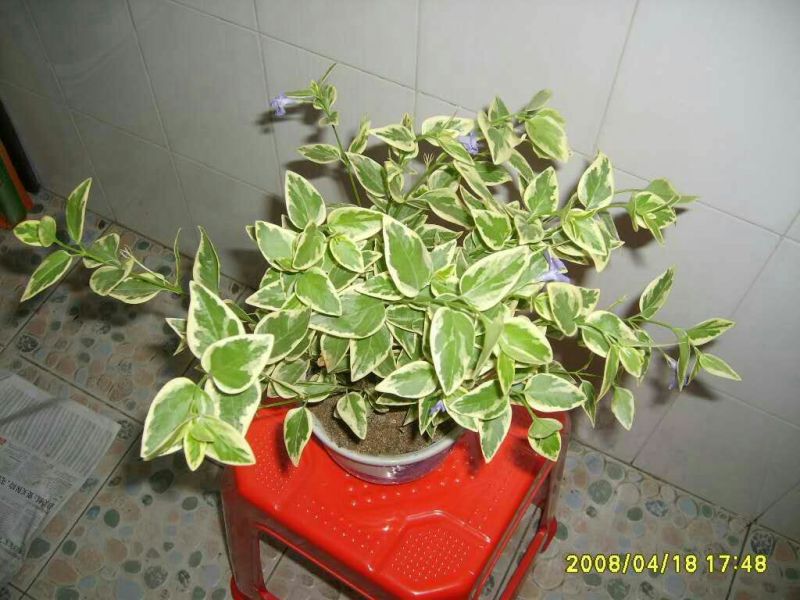 常青藤，花叶常青藤心型常青藤基地直供价格合理