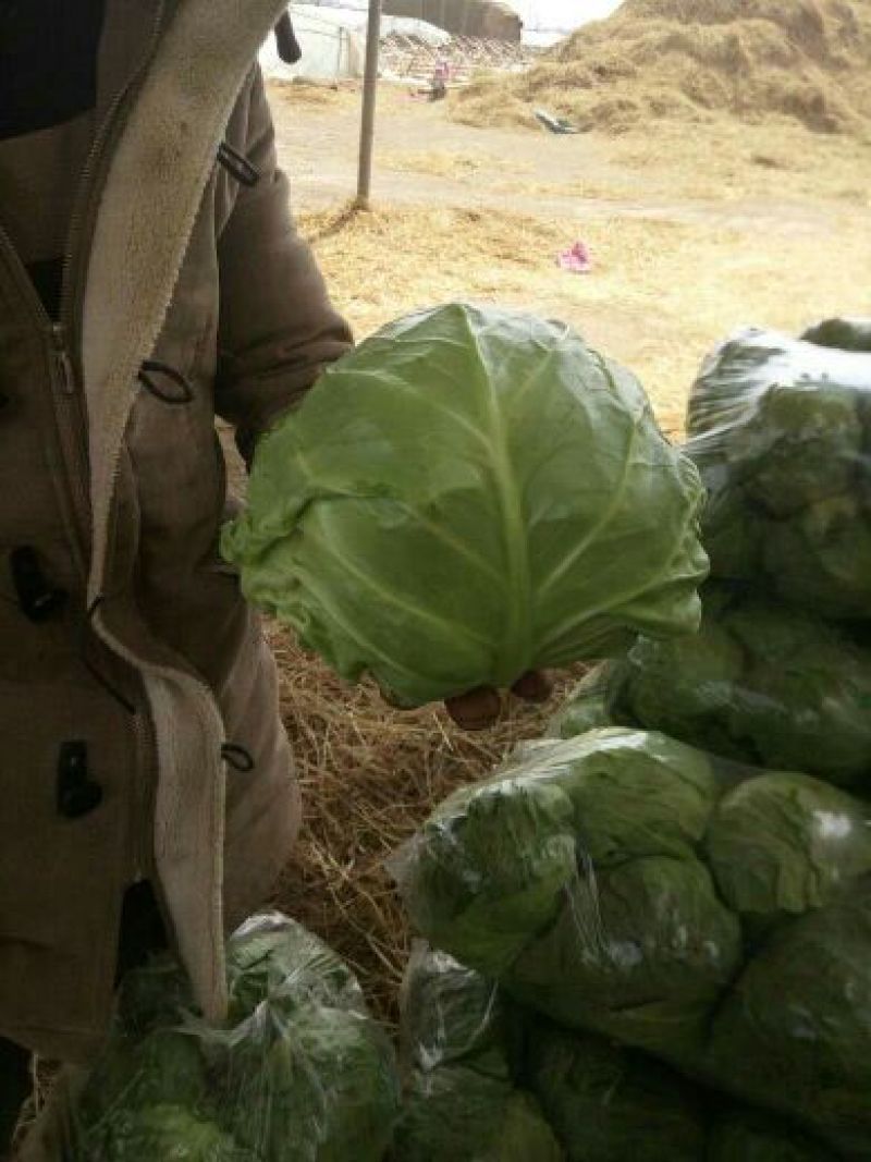 精品甘蓝，河北圆包菜量大从优诚信合作欢迎来电