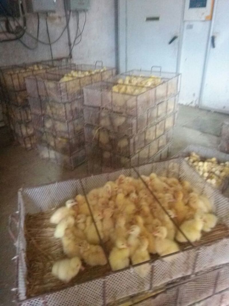 白鹅苗250g以上