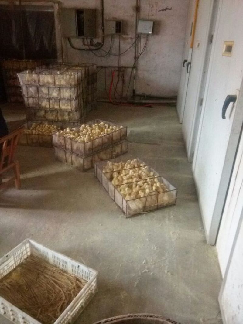 白鹅苗250g以上