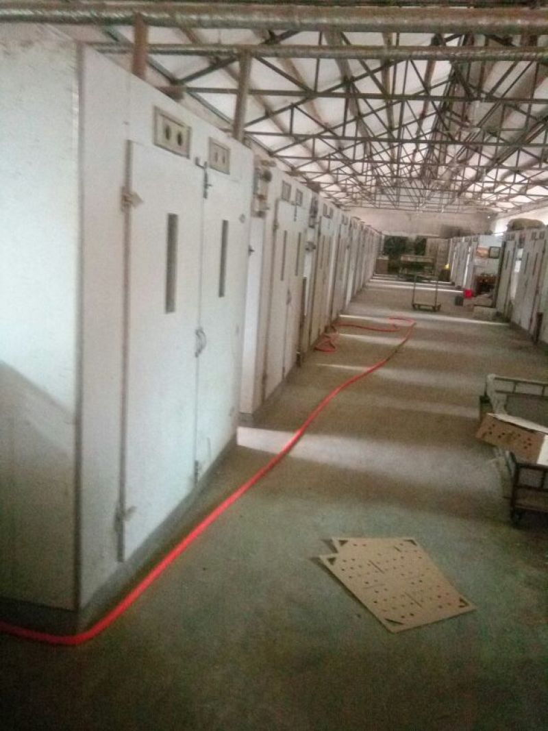 白鹅苗250g以上