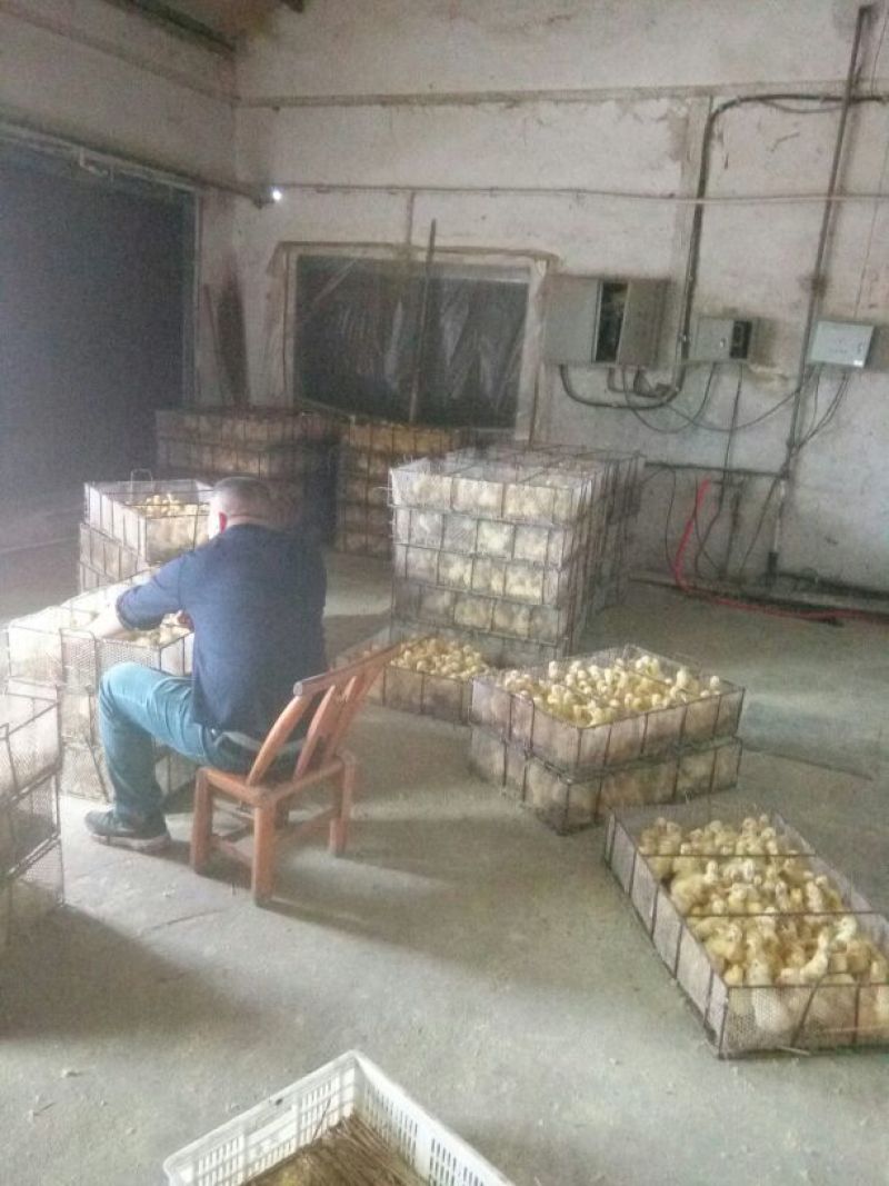 白鹅苗250g以上