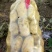 荷兰十五土豆，希森6号，沃土5号，基地直销。专业打包