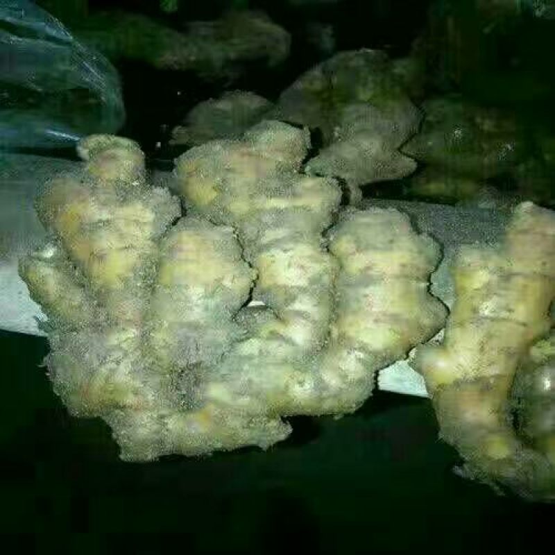 山东优质精品生姜带土可视频看货支持全国各地都发货