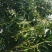 芒果2两以上