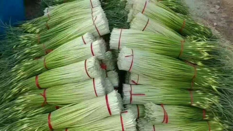 苏北万亩蒜苔陆续上市，价格合理质量保证欢迎广大客户前来选