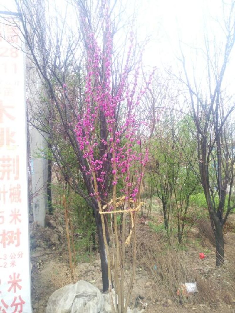 巨紫荆2~4cm4cm以下2.5~3米