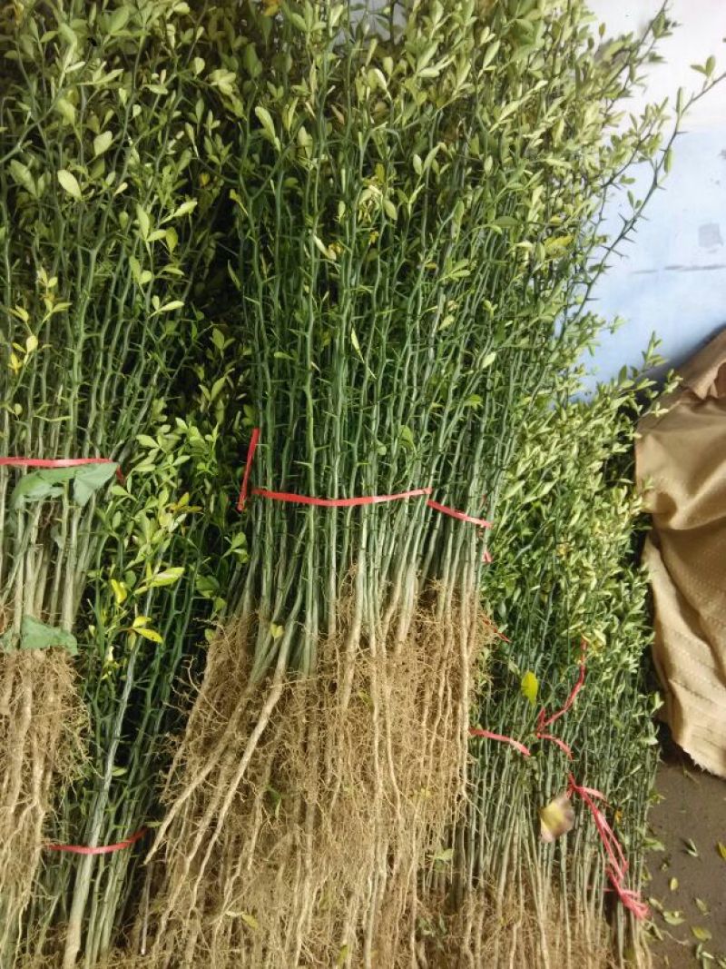 枸橘苗枳壳苗铁篱笆1年苗质量保证