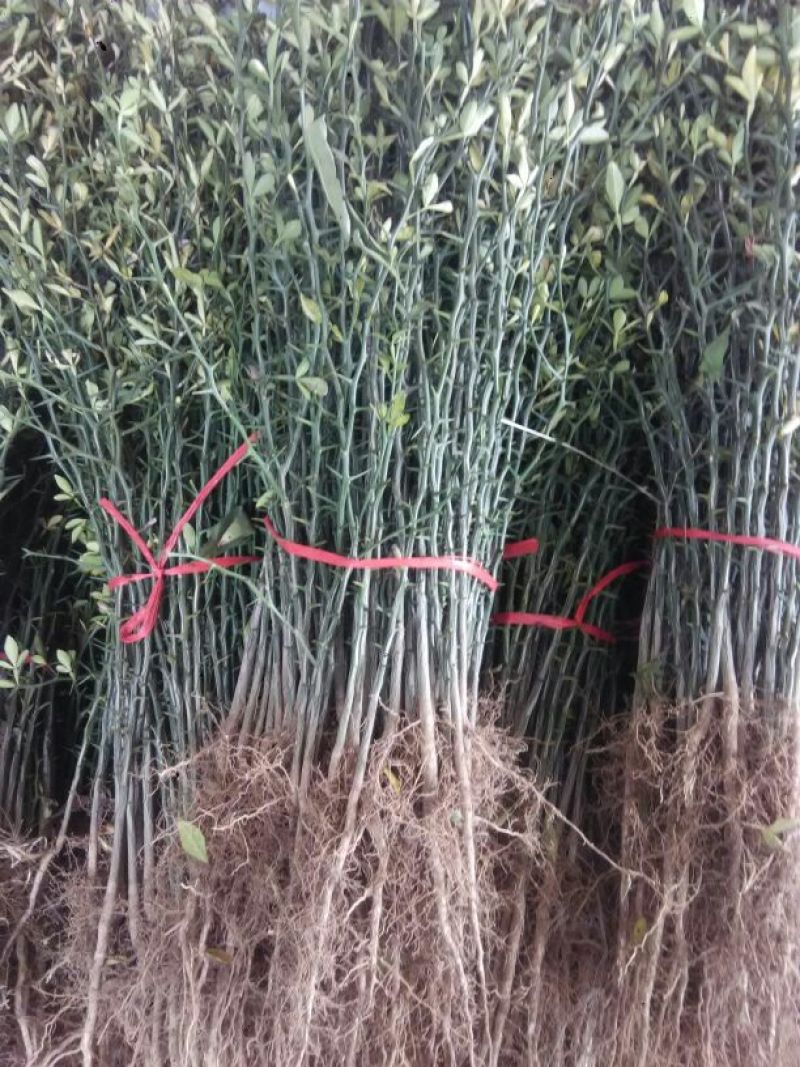 枸橘苗枳壳苗铁篱笆1年苗质量保证