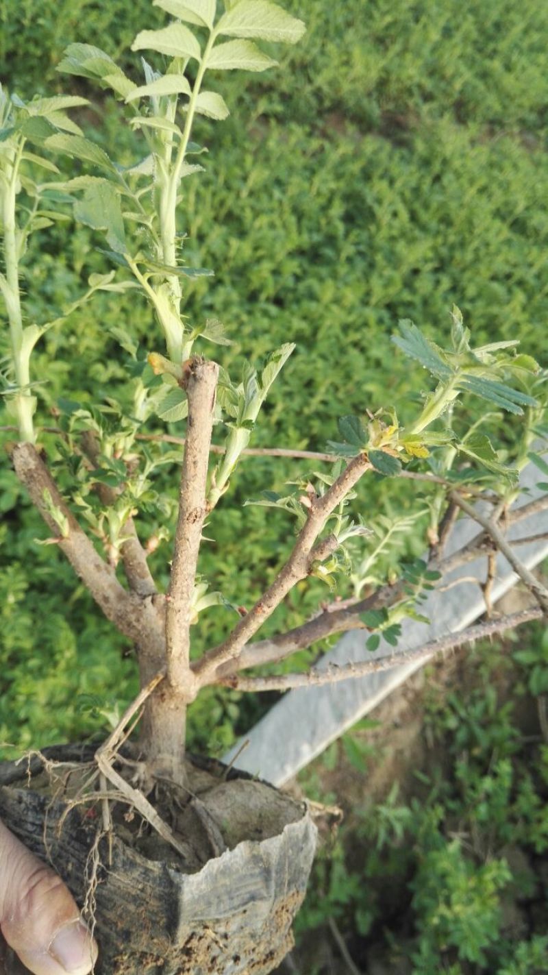 黑玫瑰苗20~30cm