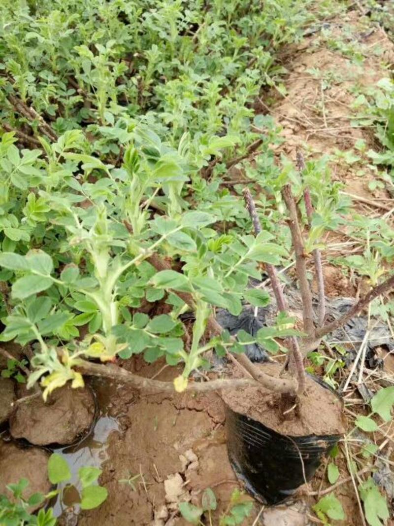 黑玫瑰苗20~30cm
