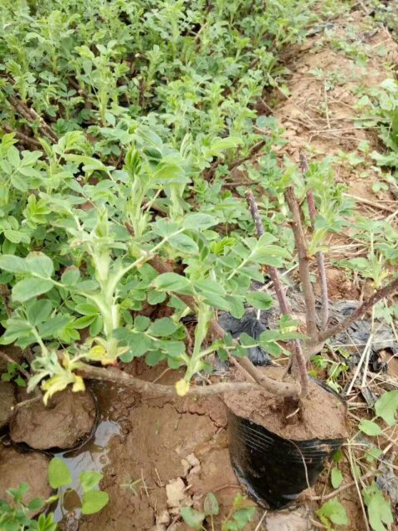 黑玫瑰苗20~30cm