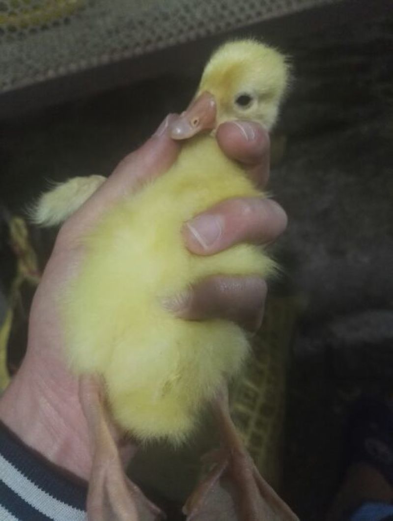 三花鹅苗250g以下