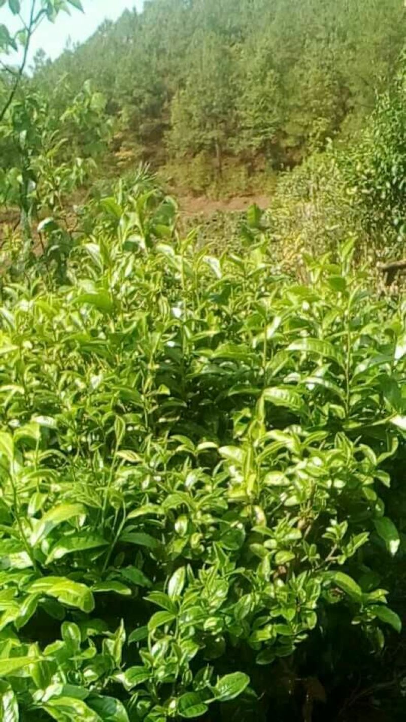 古树茶一级