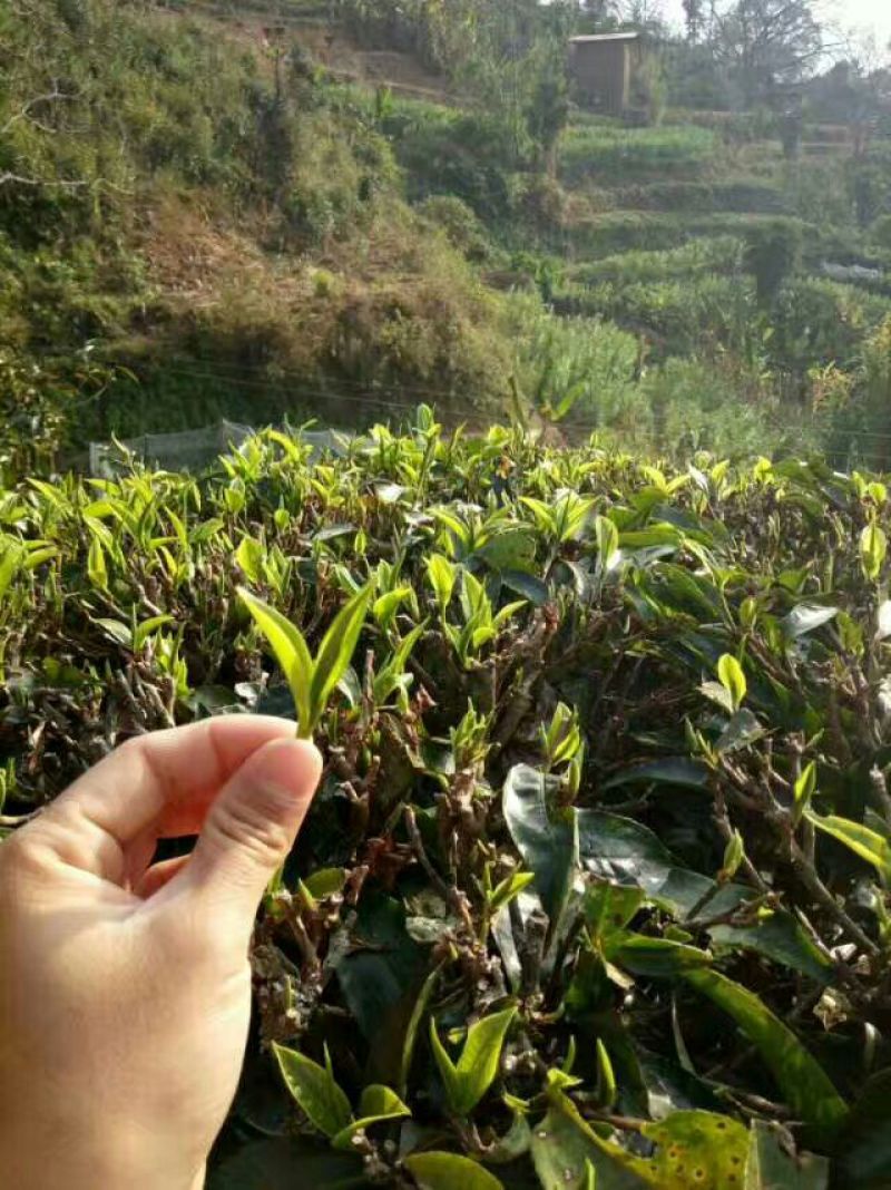 古树茶一级