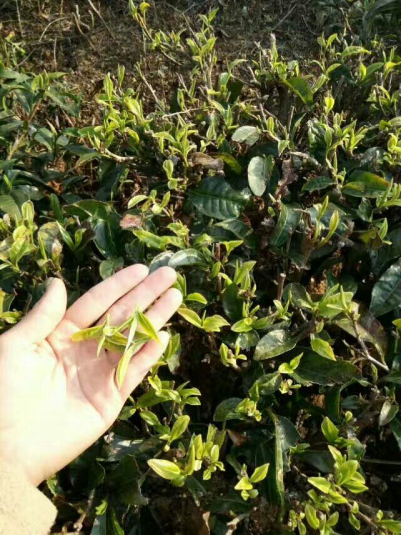 古树茶一级