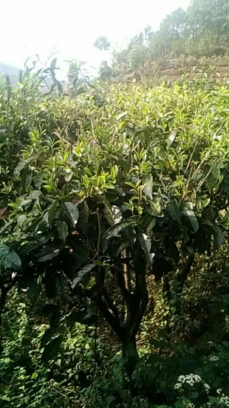 古树茶一级