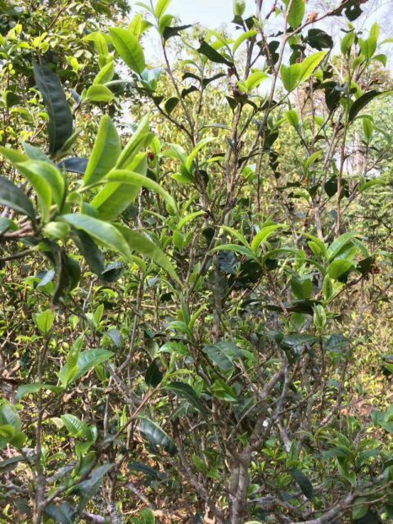 古树茶一级