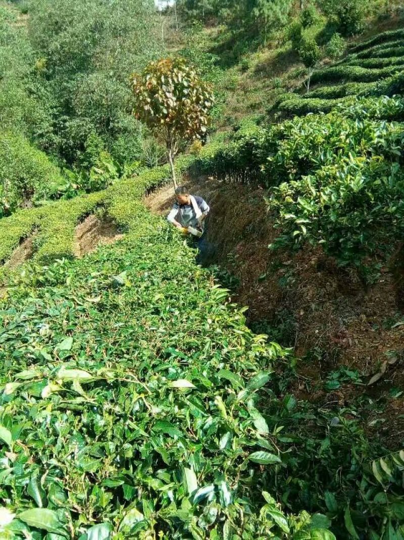 古树茶一级
