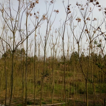 黄山栾树18~20cm16~18cm3~3.5米