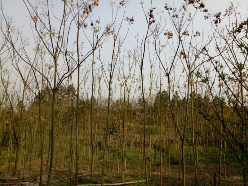 黄山栾树18~20cm16~18cm3~3.5米