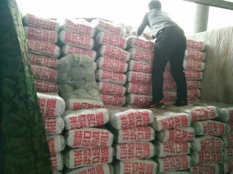 绿甘蓝1公斤精品产地大量现货，四季供应