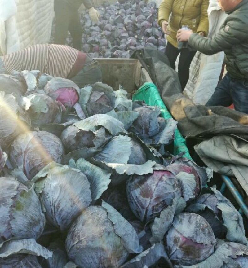 绿甘蓝1公斤精品产地大量现货，四季供应