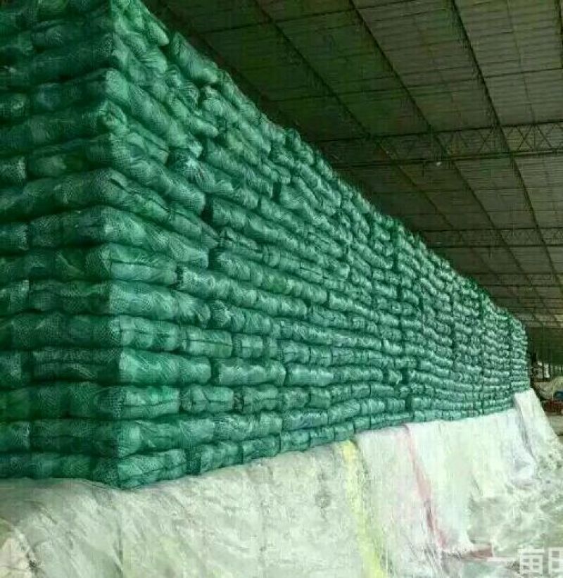 绿甘蓝1公斤精品产地大量现货，四季供应