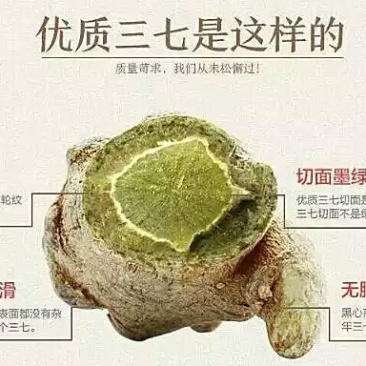三七40头选货