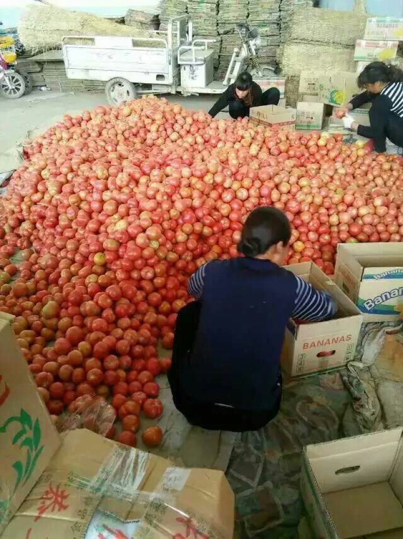 西红柿弧二以上大红货量充足，现在都是外来货