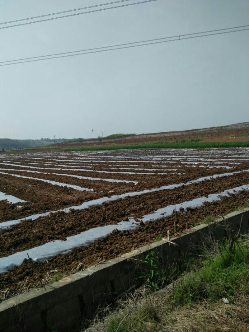 黑美人西瓜6斤打底8成熟1茬