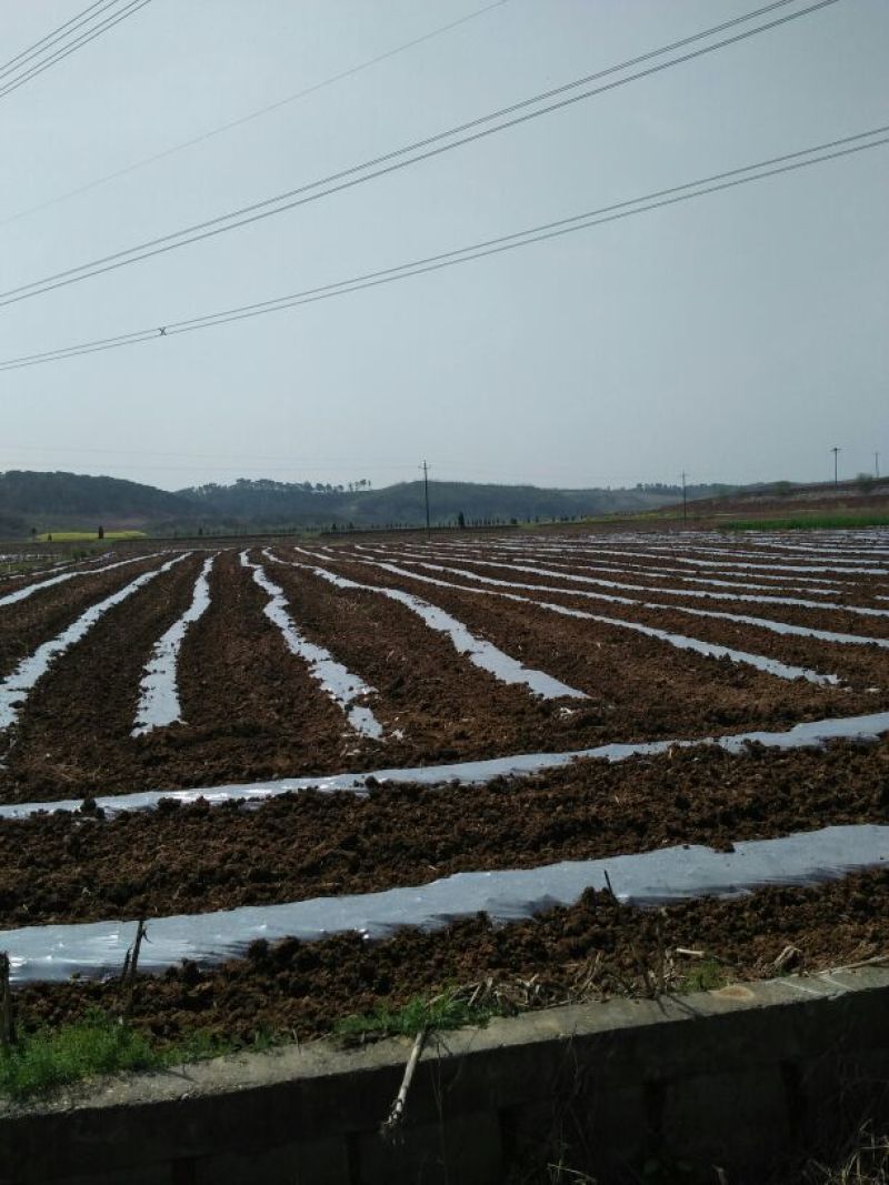 黑美人西瓜6斤打底8成熟1茬