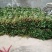 秦薯5号红薯苗15~25cm