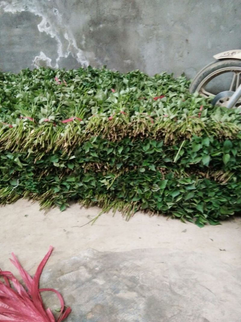 秦薯5号红薯苗15~25cm