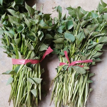 秦薯5号红薯苗15~25cm