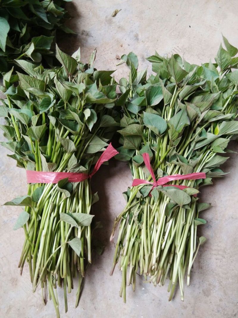 秦薯5号红薯苗15~25cm