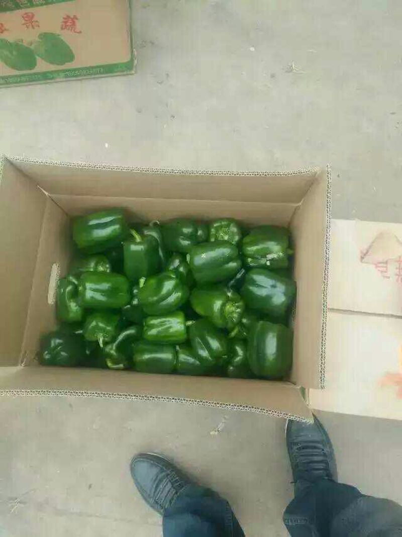 尖椒15~20厘米中辣，常年大量有货，代卖代购辣椒类