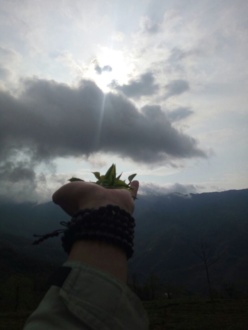 普洱茶