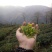 普洱茶