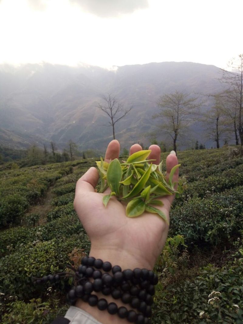 普洱茶