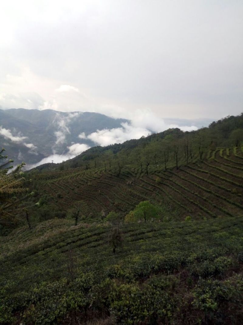 普洱茶