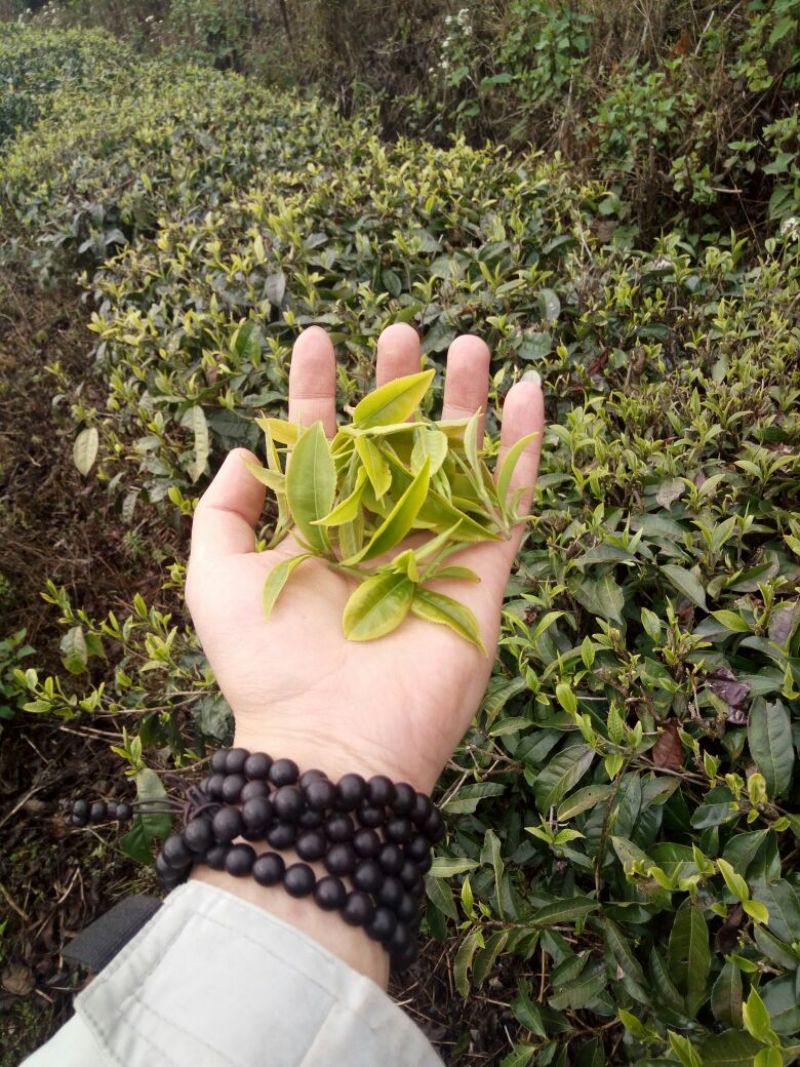 普洱茶