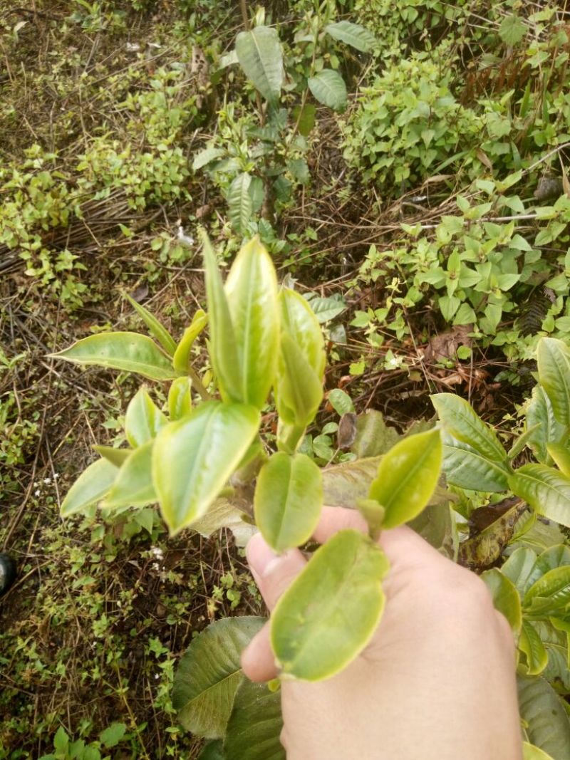 普洱茶