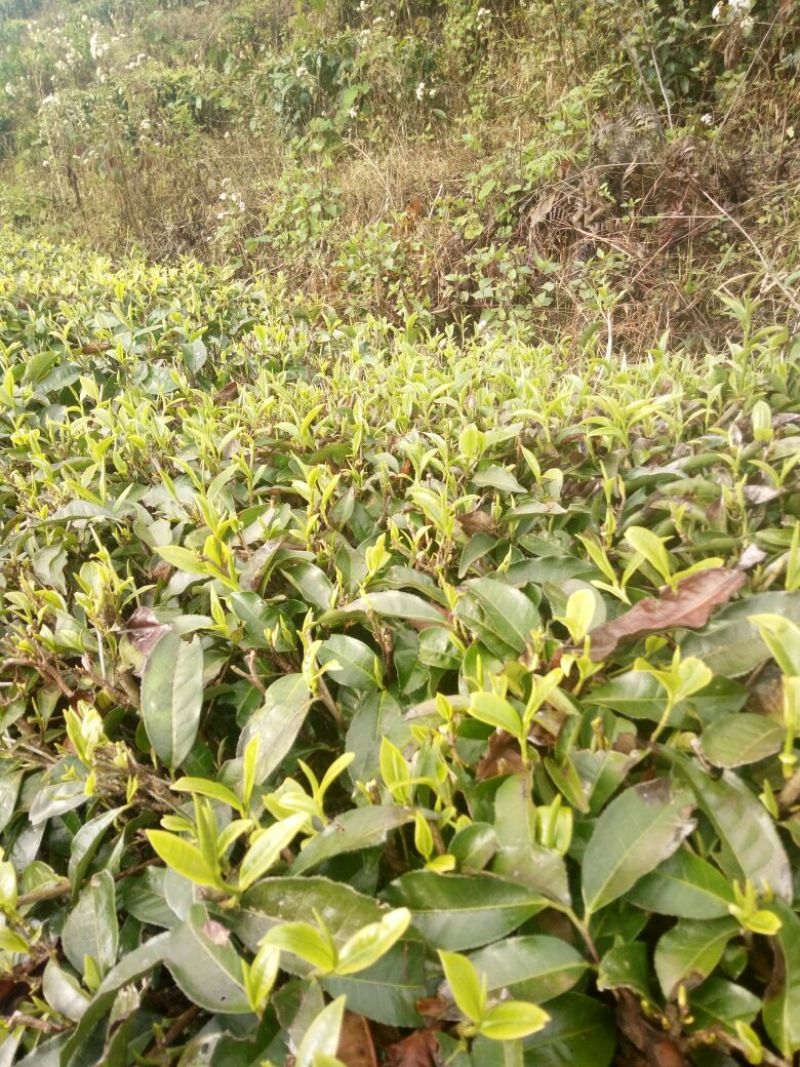 普洱茶