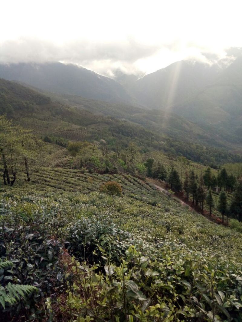 普洱茶