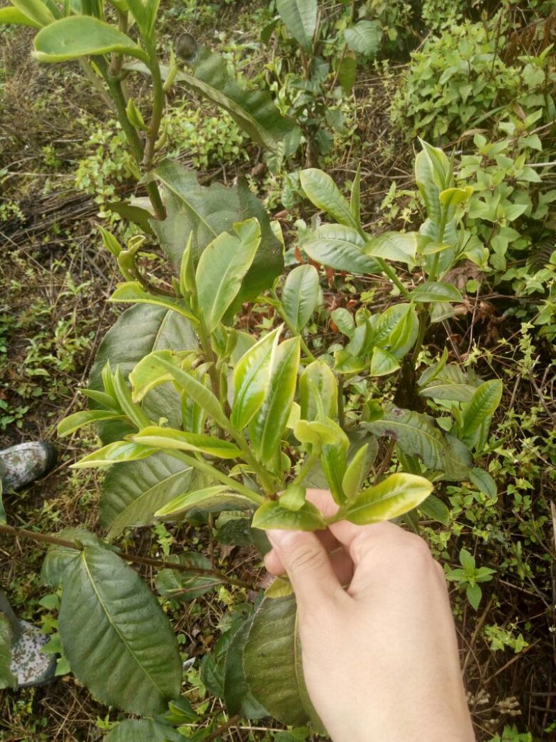 普洱茶